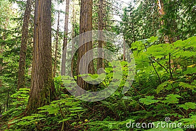Ancient Forest, British Columbia, Canada Stock Photo