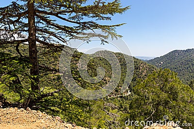 Cedar valley in Cyprus mountains Stock Photo