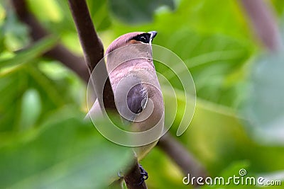 Cedar Waxwing Bird in Fig Tree 09 Stock Photo