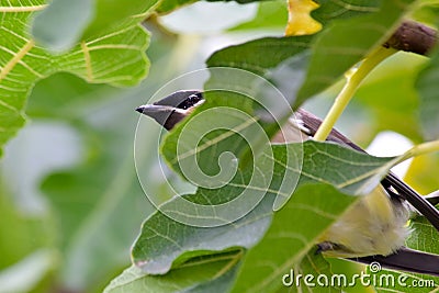 Cedar Waxwing Bird in Fig Tree 16 Stock Photo