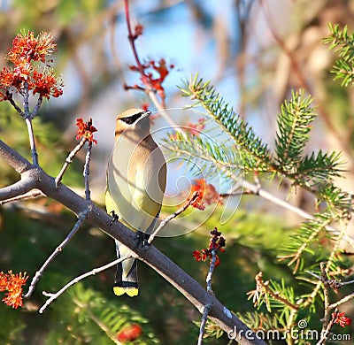 Cedar Waxwing bird Stock Photo