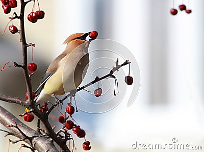 Cedar waxwing bird Stock Photo