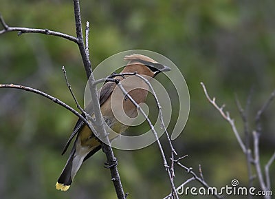 Cedar Waxwing bombycilla cedrorum Stock Photo