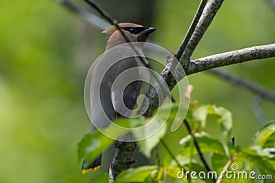 Cedar Waxwing on branch facing right of frame Stock Photo