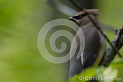 Cedar Waxwing close-up on tree branch Stock Photo