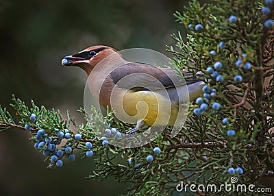 A cedar waxwing eating a blue berry off an evergreen tree in the Stock Photo