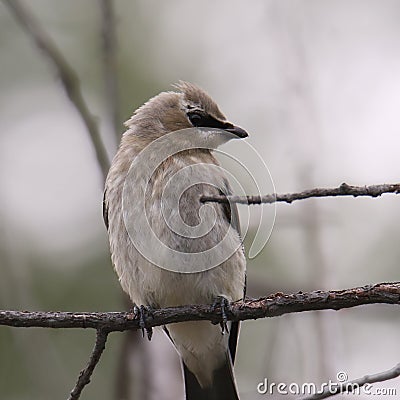 Cedar Waxwing immature Stock Photo