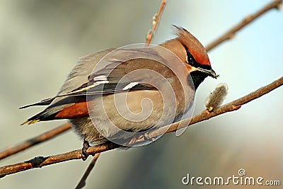 Cedar waxwing with the willow buds. Stock Photo