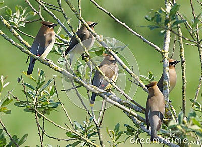 Cedar Waxwings Stock Photo