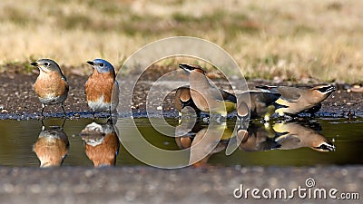 Cedar Waxwings and Eastern Bluebirds Drink at a Water Puddle Stock Photo