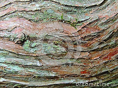 Cedar Wood Bark Stock Photo