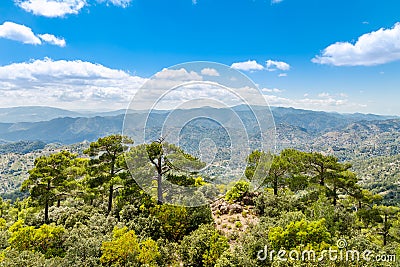 Cedars and beautiful valley view, Troodos mountains Stock Photo