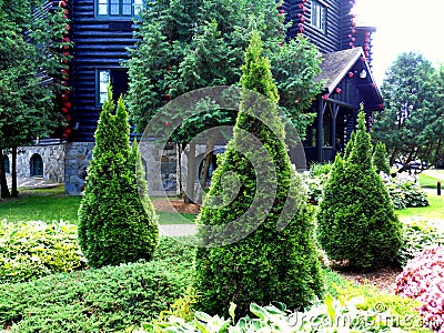 Cedars trio in the garden Stock Photo