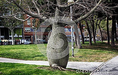 Ceiba insignis White Floss Silk Tree in Barcelona city park. Editorial Stock Photo