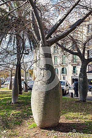 Ceiba insignis, the white floss-silk tree, is a species of flowering plant in the family Malvaceae Editorial Stock Photo