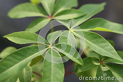 Ceiba pentandra leaves Stock Photo