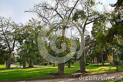 Ceiba trees in Turia river park of Valencia Stock Photo