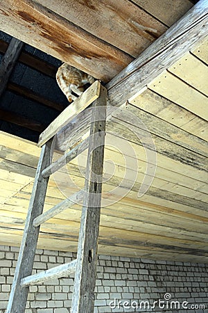 The ceiling is lined with boards. Construction of a residential building. A ginger cat climbed the stairs to the attic in an Stock Photo