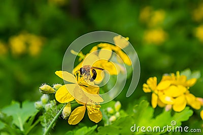 Celandine. Chelidonium family Poppy taxonomic name of the genus published by the Swedish taxonomist Karl Linney in the first Stock Photo