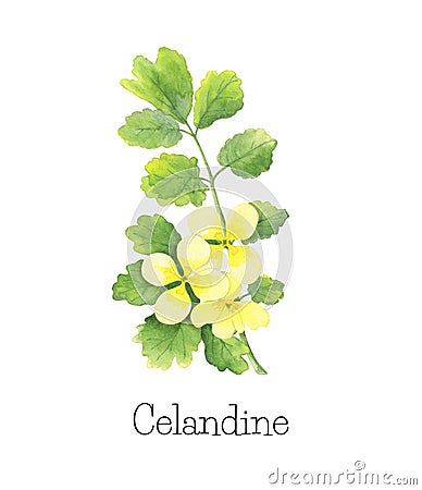 Celandine Chelidonium Majus - watercolor illustration Cartoon Illustration