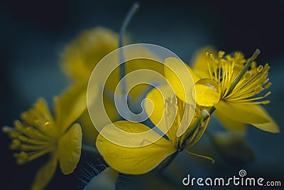 Celandine flower Stock Photo