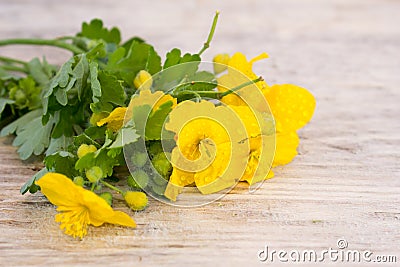 Celandine flower Stock Photo