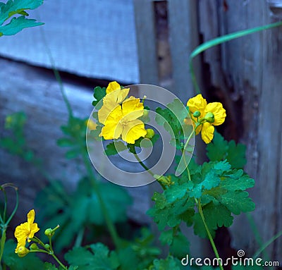 The celandine plant is widely used in folk medicine Stock Photo