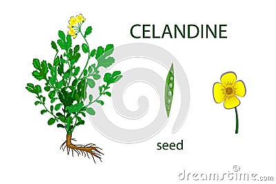 CELANDINE Vector Illustration