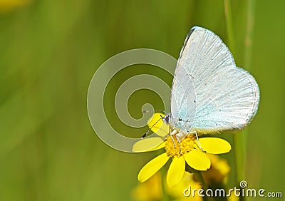 Celastrina argiolus, The holly blue butterfly on yellow flower Stock Photo