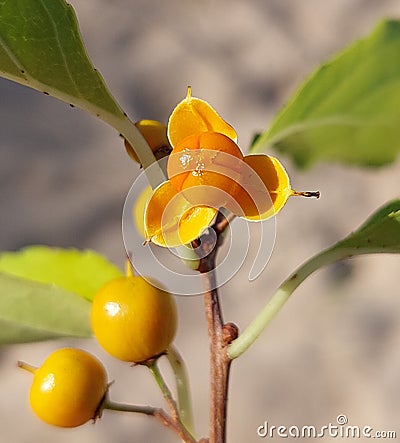 Celastrus orbiculatus (Oriental bittersweet) Stock Photo