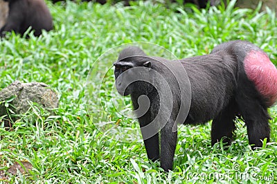 Celebes Crested macaque Stock Photo