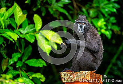 The Celebes crested macaque. Green natural background. Stock Photo