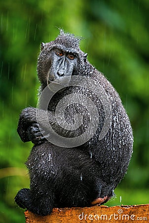 The Celebes crested macaque. Green natural background. Stock Photo