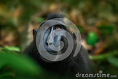 Celebes crested Macaque, Macaca nigra, black monkey, detail portrait, sitting in the nature habitat, dark tropical forest, wildlif Stock Photo