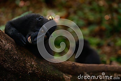 Celebes crested Macaque, Macaca nigra, black monkey with open mouth with big tooth, sitting in the nature habitat, dark tropical Stock Photo