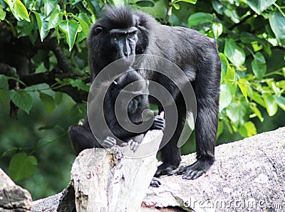 The Celebes crested macaque with young Stock Photo