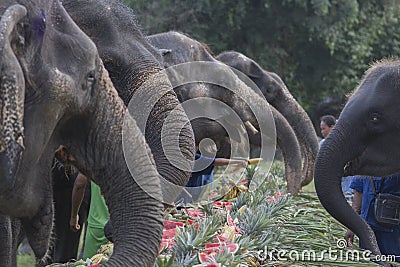 Celebration for elephant in Phuket Editorial Stock Photo