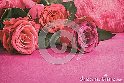 Celebratory background of roses lying on a pink surface Stock Photo