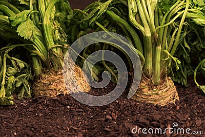 Celeriac or celery root in ground in vegetable garden Stock Photo