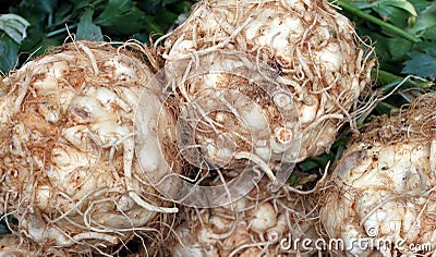 Celeriac or celery root, knob celery and turnip-rooted celery Stock Photo