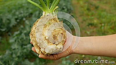 Celeriac field celery farm bio Apium graveolens rapaceum detail hand root knob celery close-up leaves leaf turnip-rooted Stock Photo