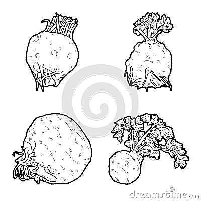 Celeriac Vector Illustration Hand Drawn Vegetable Cartoon Art Vector Illustration