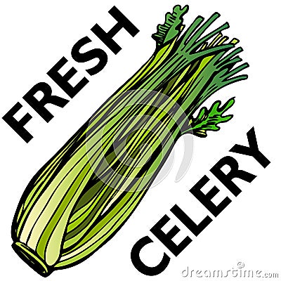 Celery Vector Illustration