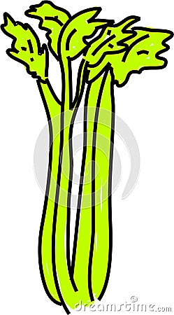 Celery Stock Photo