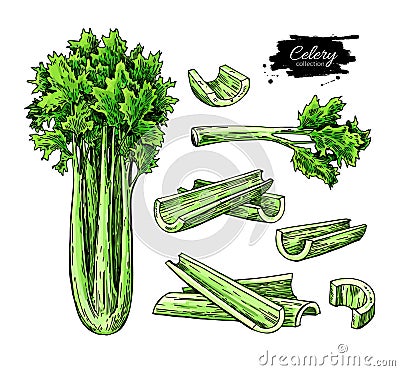 Celery hand drawn vector illustration set. Isolated Vegetable object. Vector Illustration