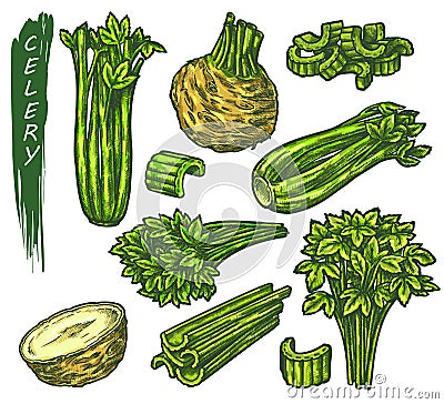 Celery icons set, sketch of green vegetable plant Vector Illustration