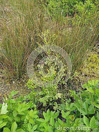 Celery-leaved Buttercup - Ranunculus sceleratus, Norfolk, England, UK Stock Photo