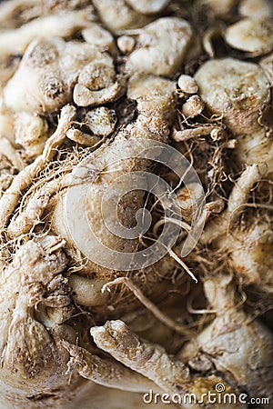 Celery root Stock Photo