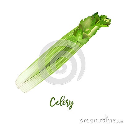 Celery steam fresh juicy raw close up isolated on white. Healthy diet, vegetarian food, spring summer vegetables Vector Illustration