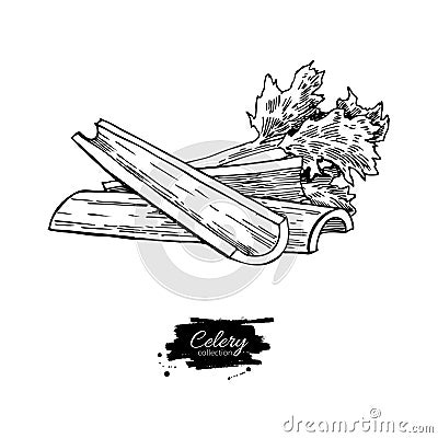 Celery stick hand drawn vector illustration. Isolated Vegetable engraved style object. Detailed vegetarian food drawing Vector Illustration